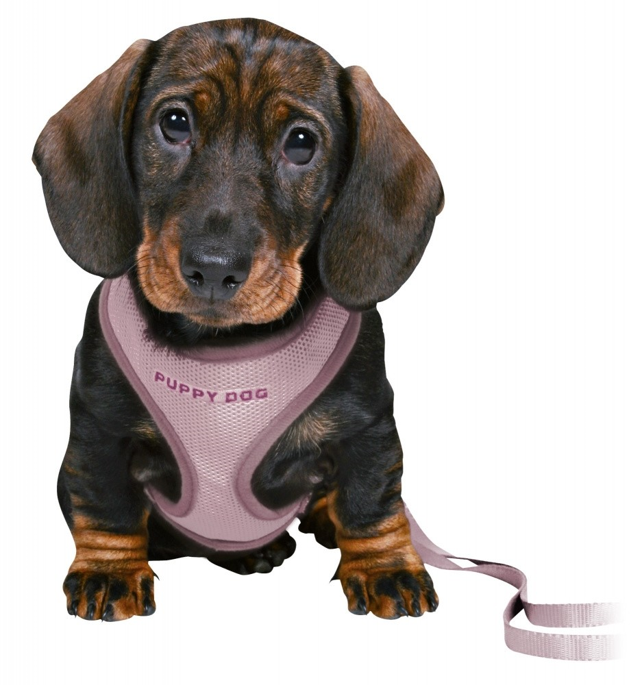 TRIXIE Puppy Dog Set Ham si Lesa Reglabila Pentru Pui de Catel, Mov, 26-34cm